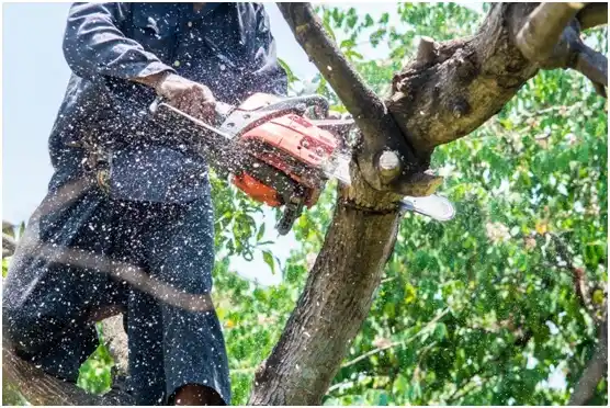 tree services Boswell